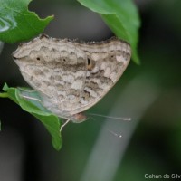 Junonia lemonias Linnaeus, 1758